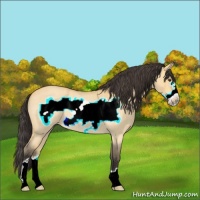 Horse Color:Buckskin Roan Dun Frame 