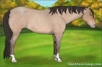 Horse Color:Amber Champagne Roan 