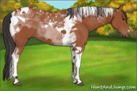Horse Color:Brown Tobiano 