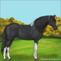 Horse Color:Black Sabino Tobiano 