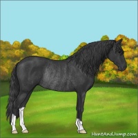 Horse Color:Black Rabicano 