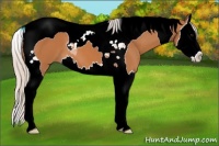 Horse Color:Silver Bay Splash Tobiano 