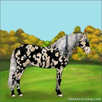 Horse Color:Silver Buckskin Appaloosa