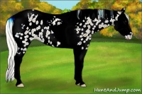 Horse Color:Silver Smoky Black Splash Tobiano Leopard 
