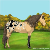 Horse Color:Buckskin Blanket