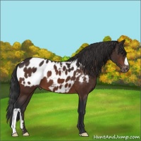 Horse Color:Brown Appaloosa 