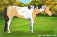 Horse Color:Buckskin Tobiano 