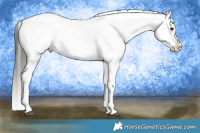 Horse Color:White Spotted Liver Chestnut Appaloosa 