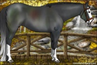 Horse Color:Black Splash