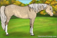 Horse Color:Silver Smoky Grullo Appaloosa 