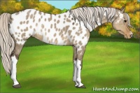 Horse Color:Silver Smoky Grullo Appaloosa 