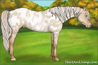 Horse Color:Silver Smoky Grullo Roan Pearl Appaloosa 