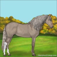 Horse Color:Silver Grullo 
