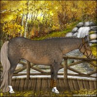 Horse Color:Chocolate Palomino 