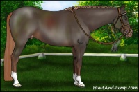 Horse Color:Liver Chestnut Appaloosa