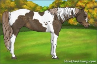 Horse Color:Chocolate Palomino Tobiano 