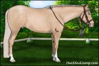 Horse Color:Silver Buckskin Pearl 