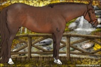Horse Color:Liver Chestnut 