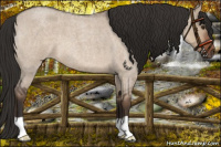Horse Color:Liver Red Dun Roan 