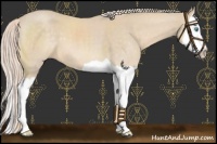 Horse Color:Cremello Splash