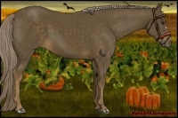 Horse Color:Chocolate Palomino