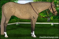Horse Color:Chocolate Palomino Dun 