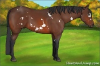 Horse Color:White Spotted Bay