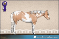 Horse Color:White Spotted Silver Brown Pearl Tobiano Frame Rabicano 