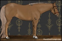 Horse Color:Chocolate Palomino 