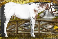 Horse Color:White Spotted Brown Snowcap 