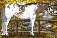 Horse Color:White Spotted Liver Chestnut Blanket 