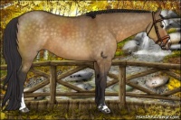 Horse Color:Buckskin Dun Sabino