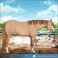 Horse Color:Red Dun