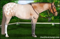 Horse Color:Buckskin Appaloosa 