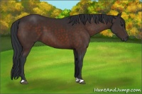 Horse Color:Brown 
