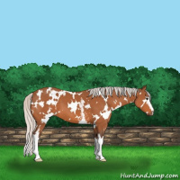 Horse Color:White Spotted Silver Bay 