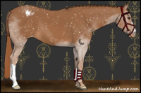 Horse Color:Chestnut Snowflake Varnish 