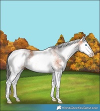 Horse Color:White Spotted Bay Splash Rabicano
