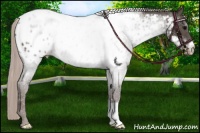 Horse Color:Silver Black Near Leopard 