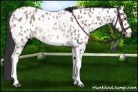 Horse Color:Bay Roan Appaloosa Rabicano 