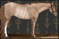 Horse Color:Liver Chestnut Pearl Rabicano 