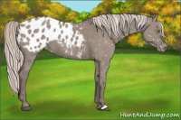 Horse Color:Silver Grullo Appaloosa 