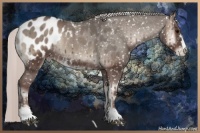 Horse Color:Silver Blue Onyx Mushroom Sabino Blanket 