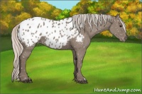 Horse Color:Silver Grullo Appaloosa 