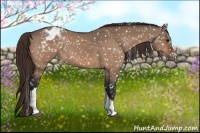 Horse Color:Bay Dun Appaloosa 