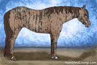 Horse Color:Black  and Classic Champagne 