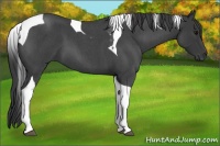 Horse Color:Blue Roan Tobiano
