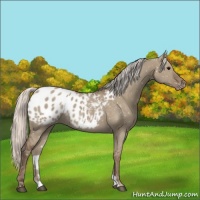 Horse Color:Silver Grullo Appaloosa 