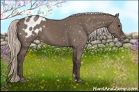 Horse Color:Silver Grullo Appaloosa 