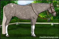 Horse Color:Silver Grullo Snowflake Varnish 